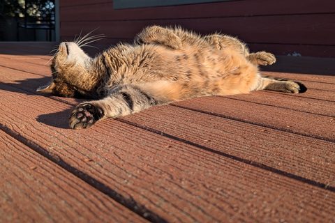 The brown tabby cat stretched out sunbathing on a deck