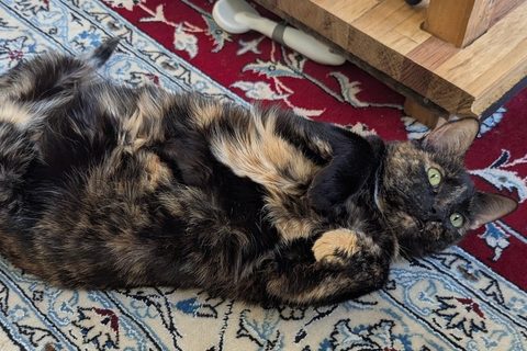 The tortoiseshell cat lying belly-up on a patterned rug