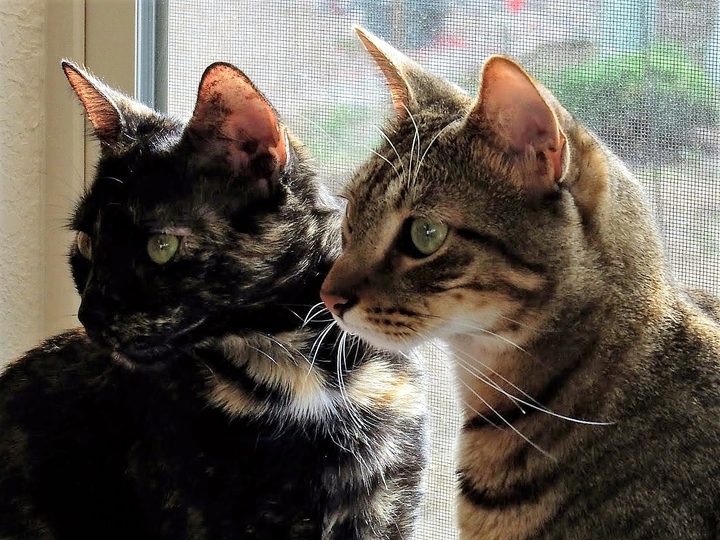 Our two cats, a tortoiseshell and a brown tabby, sitting side by side at a window